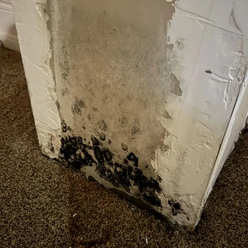 Professional Mold Removal in Challenge-Brownsville, CA